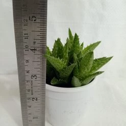 CGASPL Aloe Juvenna (Tiger Tooth Aloe) Succulent Plant Plants 9 CGASPL Aloe Juvenna (Tiger Tooth Aloe) Succulent Plant Plants
