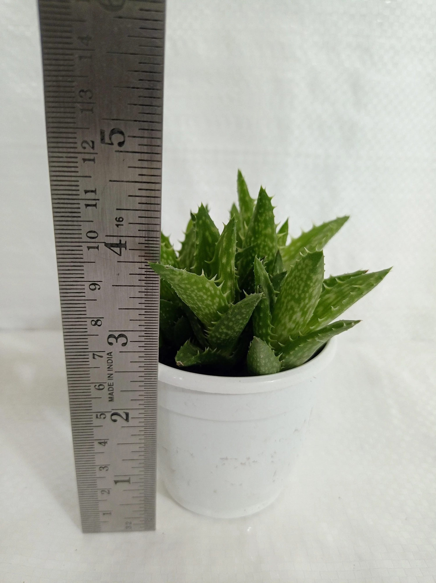 CGASPL Aloe Juvenna (Tiger Tooth Aloe) Succulent Plant Plants 6 CGASPL Aloe Juvenna (Tiger Tooth Aloe) Succulent Plant Plants