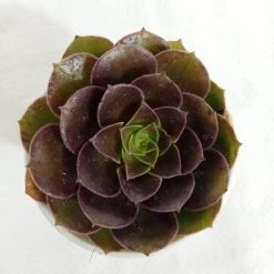 CGASPL Aeonium Atropurpureum Succulent Plant