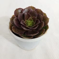 CGASPL Aeonium Atropurpureum Succulent Plant