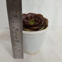 CGASPL Aeonium Atropurpureum Succulent Plant