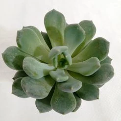 CGASPL Pachyveria Scheideckeri 'Albocarinata' Succulent Plant Plants
