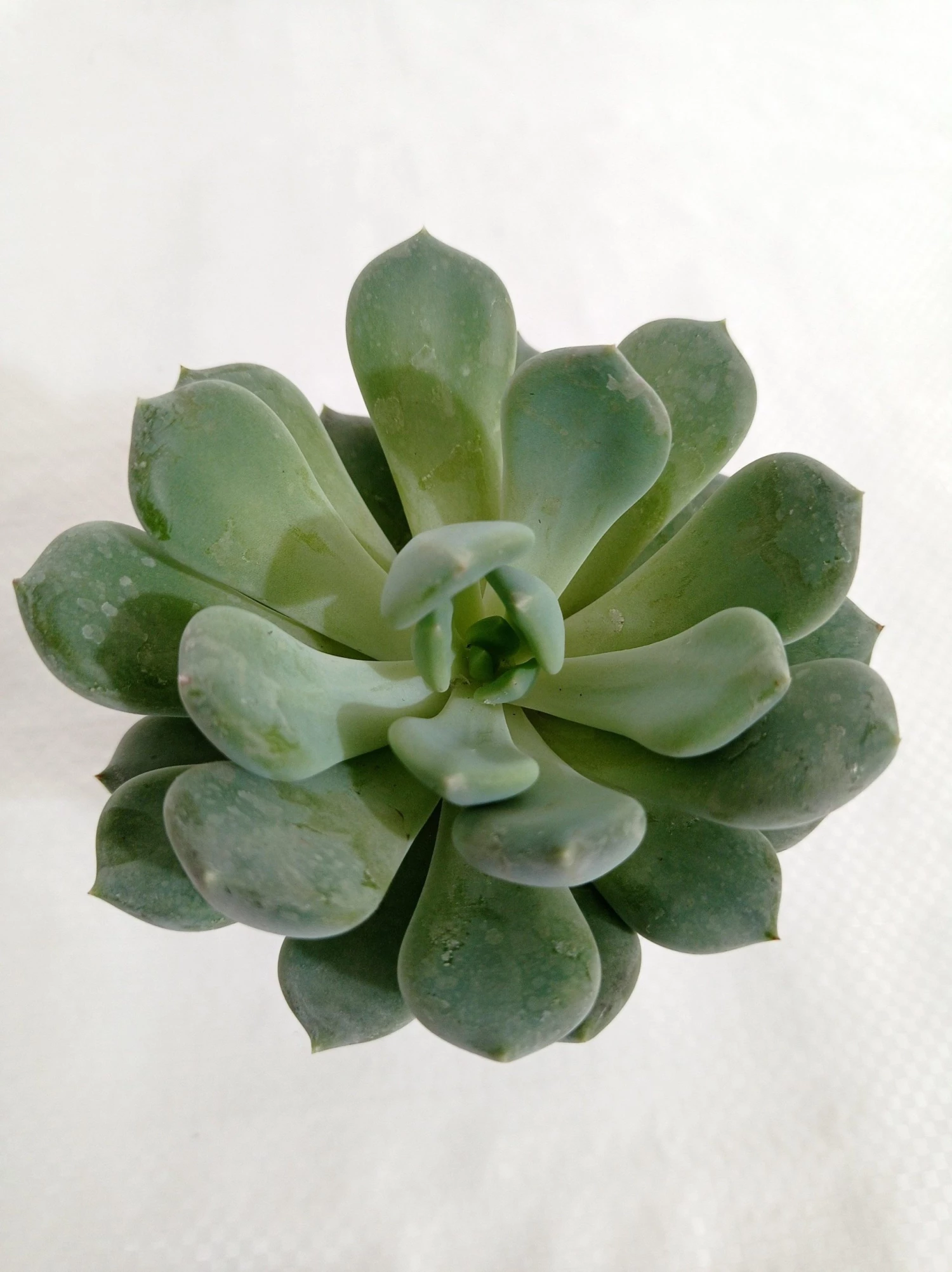 CGASPL Pachyveria Scheideckeri 'Albocarinata' Succulent Plant Plants 3 CGASPL Pachyveria Scheideckeri 'Albocarinata' Succulent Plant Plants