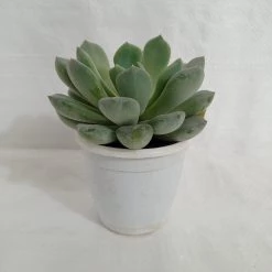 CGASPL Pachyveria Scheideckeri 'Albocarinata' Succulent Plant Plants