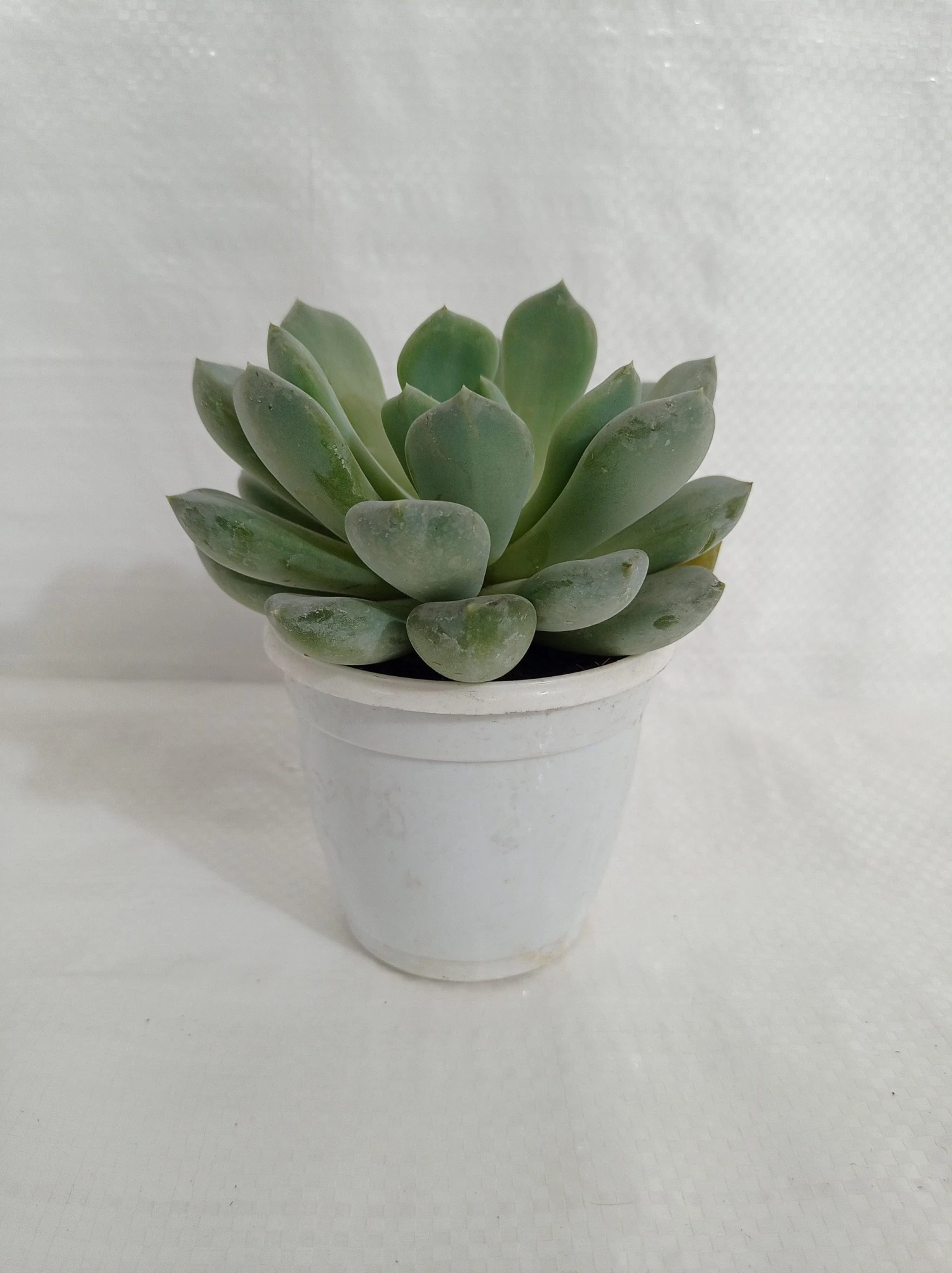 CGASPL Pachyveria Scheideckeri 'Albocarinata' Succulent Plant Plants 4 CGASPL Pachyveria Scheideckeri 'Albocarinata' Succulent Plant Plants