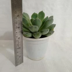 CGASPL Pachyveria Scheideckeri 'Albocarinata' Succulent Plant Plants 7 CGASPL Pachyveria Scheideckeri 'Albocarinata' Succulent Plant Plants