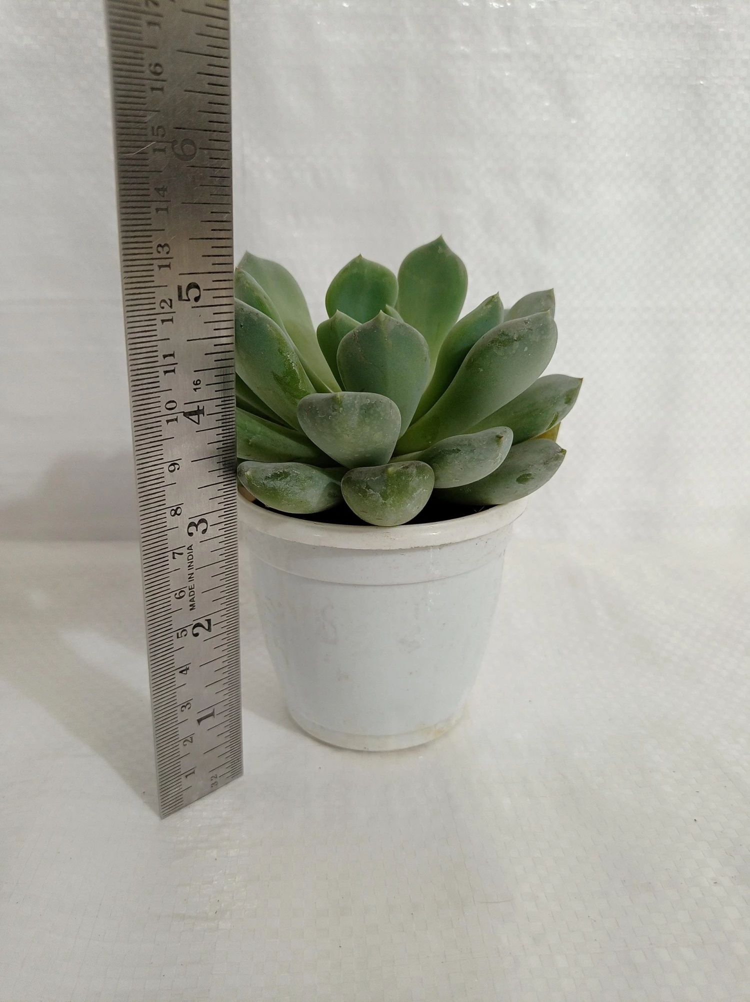 CGASPL Pachyveria Scheideckeri 'Albocarinata' Succulent Plant Plants 5 CGASPL Pachyveria Scheideckeri 'Albocarinata' Succulent Plant Plants