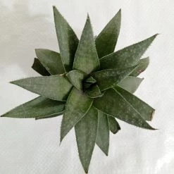 CGASPL Plants Gasteraloe Silver Swirls Succulent Plant