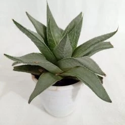 CGASPL Plants Gasteraloe Silver Swirls Succulent Plant