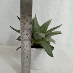 CGASPL Plants Gasteraloe Silver Swirls Succulent Plant