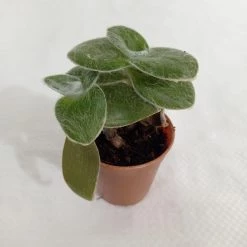 CGASPL Plants Tradescantia Sillamontana Small Succulent Plant