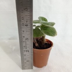 CGASPL Plants Tradescantia Sillamontana Small Succulent Plant