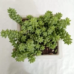 CGASPL Sedum 'Burrito Baby' Donkey's Tail Big Succulent Plant