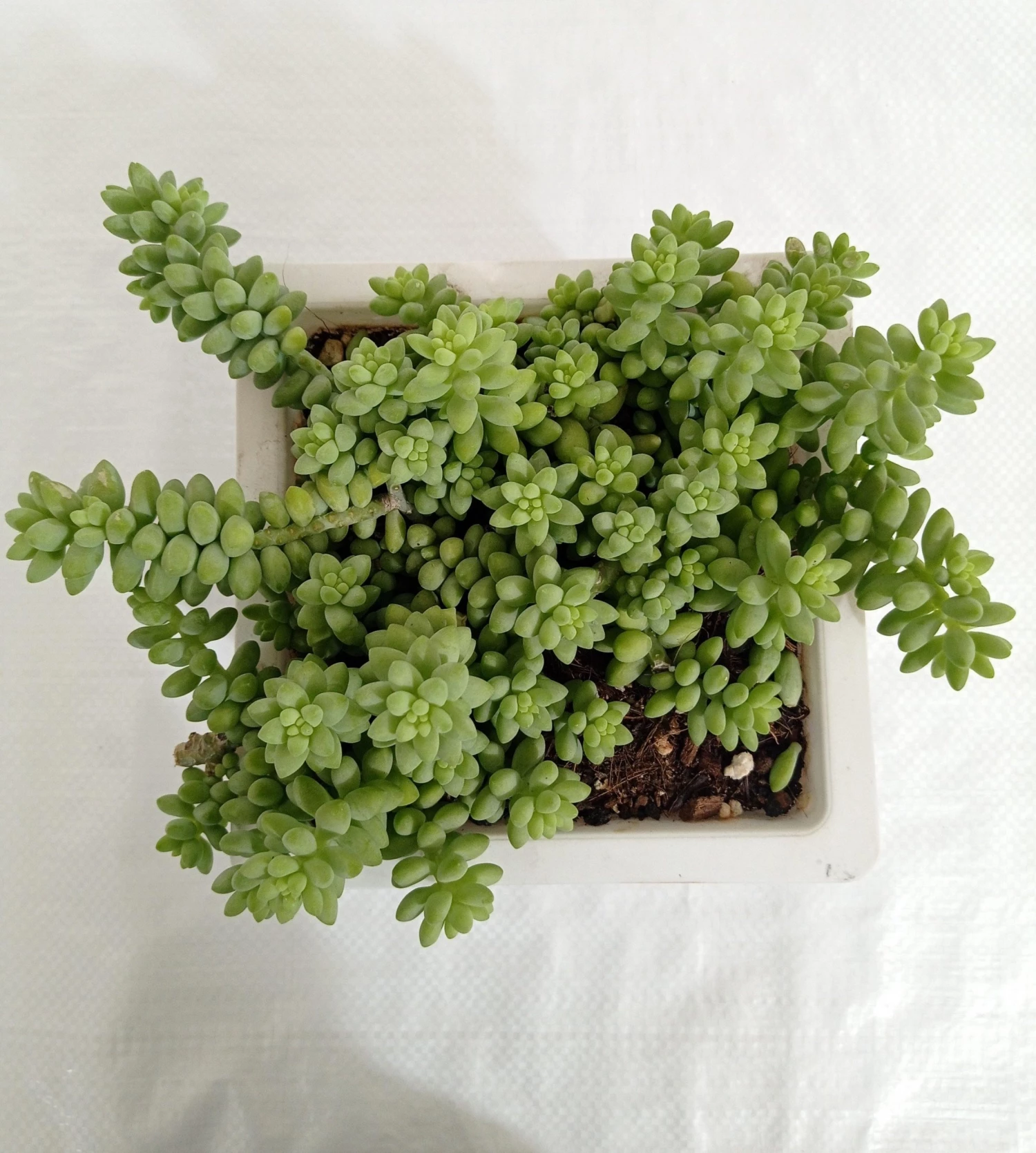 CGASPL Sedum 'Burrito Baby' Donkey's Tail Big Succulent Plant 3 CGASPL Sedum 'Burrito Baby' Donkey's Tail Big Succulent Plant