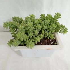 CGASPL Sedum 'Burrito Baby' Donkey's Tail Big Succulent Plant
