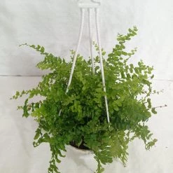CGASPL Fern Indoor Plant With Hanging Pot Others
