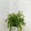 CGASPL Fern Indoor Plant With Hanging Pot Others