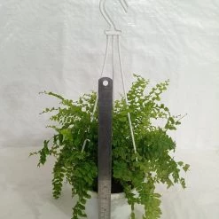 CGASPL Fern Indoor Plant With Hanging Pot Others