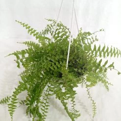 CGASPL Fern Indoor Plant With Hanging Pot Others