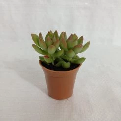 CGASPL Sedum Adolphii (Sedum Golden Glow) Small Succulent Plant