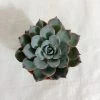 CGASPL Echeveria Subsessilis Small Succulent Plant