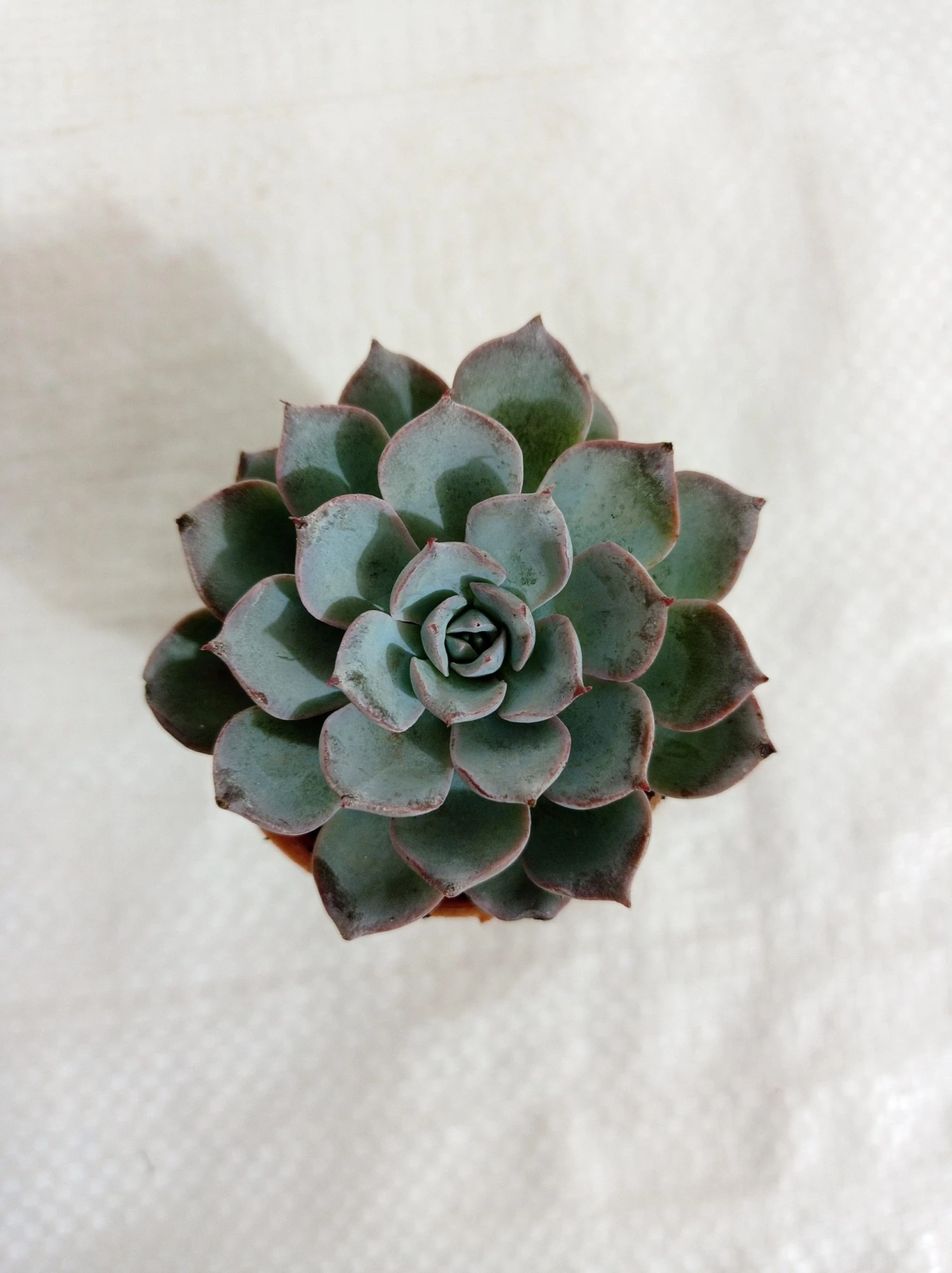 CGASPL Echeveria Subsessilis Small Succulent Plant 3 CGASPL Echeveria Subsessilis Small Succulent Plant