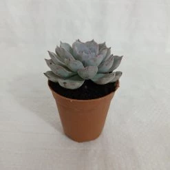 CGASPL Echeveria Subsessilis Small Succulent Plant