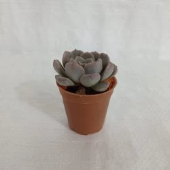 CGASPL Plants Pachyveria Scheideckeri Small Succulent Plant