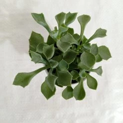 CGASPL Senecio Kleiniiformis Succulent Plant