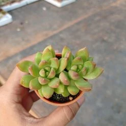 CGASPL Sedum Adolphii (Sedum Golden Glow) Small Succulent Plant