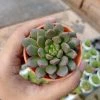 CGASPL Graptoveria Bashful Small Succulent Plant Plants