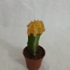 CGASPL Gymnocalycium Mihanovichii Var.friedrichii Yellow Moon Cactus (Small) Plants