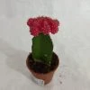 CGASPL Red Moon Cactus | Gymnocalycium Mihanovichii Var.friedrichii (Small)