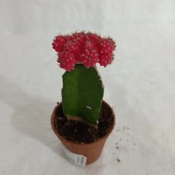 CGASPL Red Moon Cactus | Gymnocalycium Mihanovichii Var.friedrichii (Small)