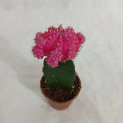 CGASPL Plants Pink Moon Cactus | Gymnocalycium Mihanovichii Var.Friedrichii (Small) 14 CGASPL Plants Pink Moon Cactus | Gymnocalycium Mihanovichii Var.Friedrichii (Small)