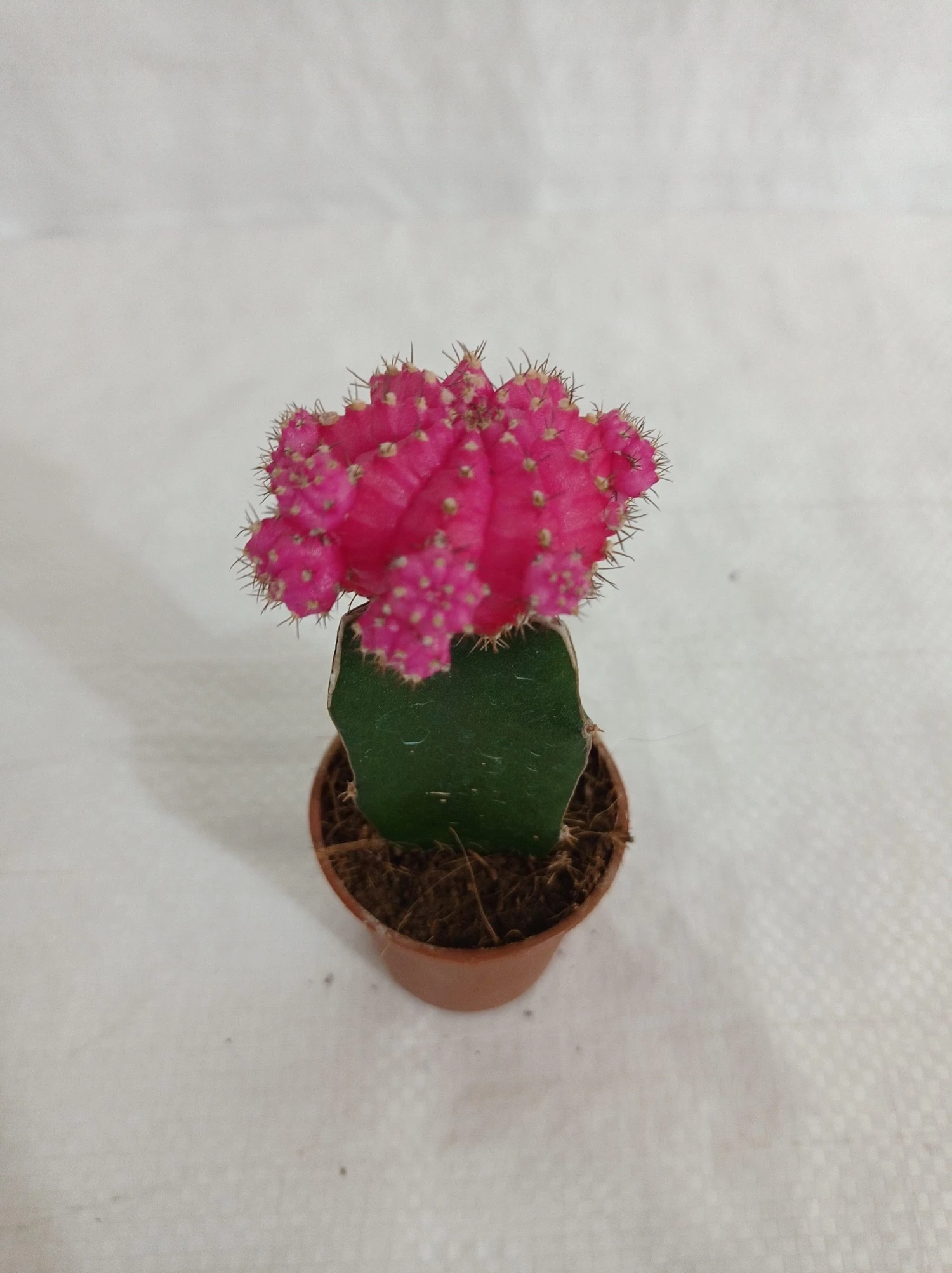 CGASPL Plants Pink Moon Cactus | Gymnocalycium Mihanovichii Var.Friedrichii (Small) 5 CGASPL Plants Pink Moon Cactus | Gymnocalycium Mihanovichii Var.Friedrichii (Small)