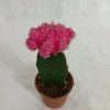 CGASPL Plants Pink Moon Cactus | Gymnocalycium Mihanovichii Var.Friedrichii (Small) 2 CGASPL Plants Pink Moon Cactus | Gymnocalycium Mihanovichii Var.Friedrichii (Small)