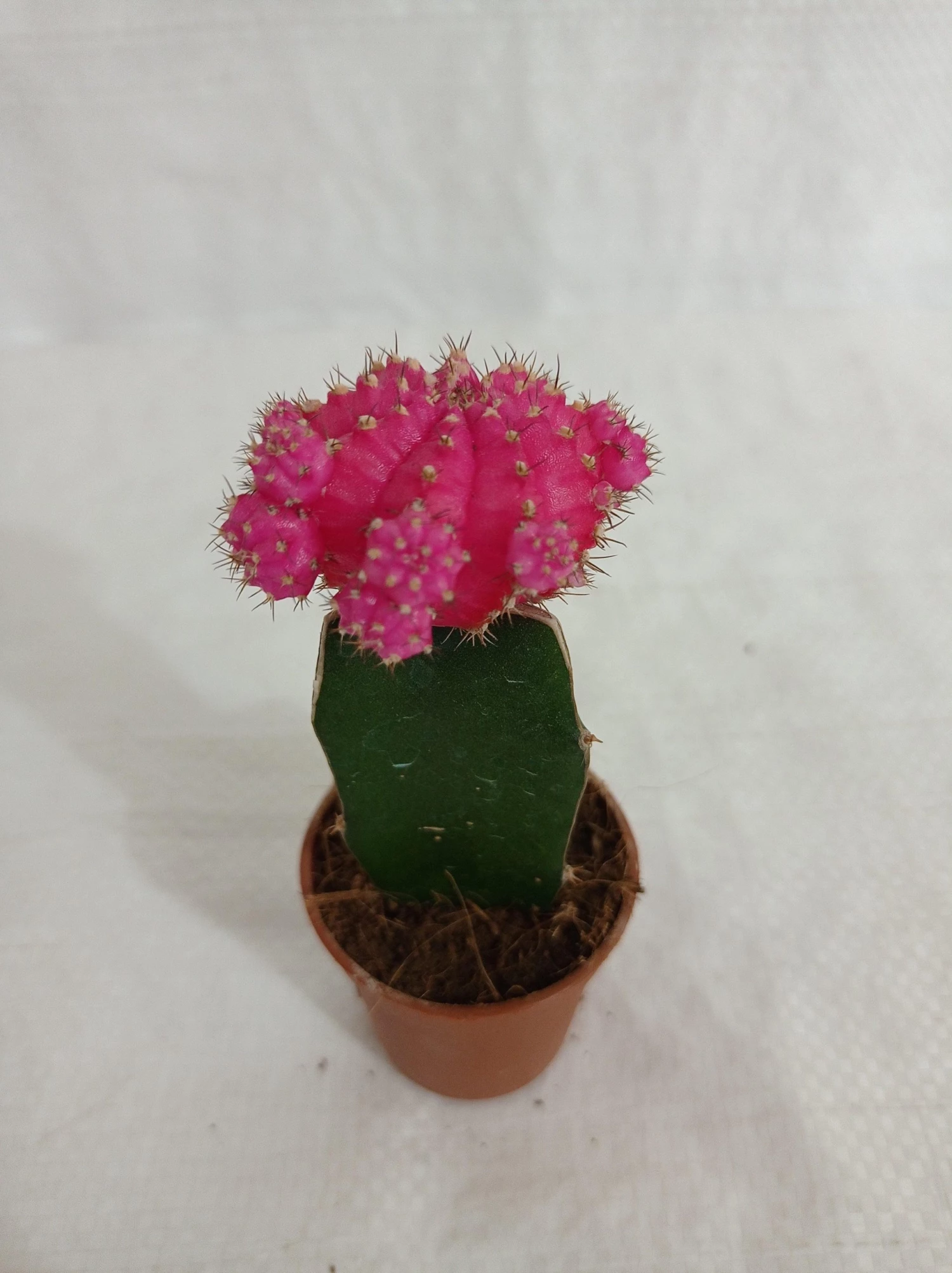 CGASPL Plants Pink Moon Cactus | Gymnocalycium Mihanovichii Var.Friedrichii (Small) 3 CGASPL Plants Pink Moon Cactus | Gymnocalycium Mihanovichii Var.Friedrichii (Small)