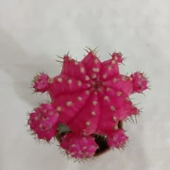 CGASPL Plants Pink Moon Cactus | Gymnocalycium Mihanovichii Var.Friedrichii (Small) 15 CGASPL Plants Pink Moon Cactus | Gymnocalycium Mihanovichii Var.Friedrichii (Small)