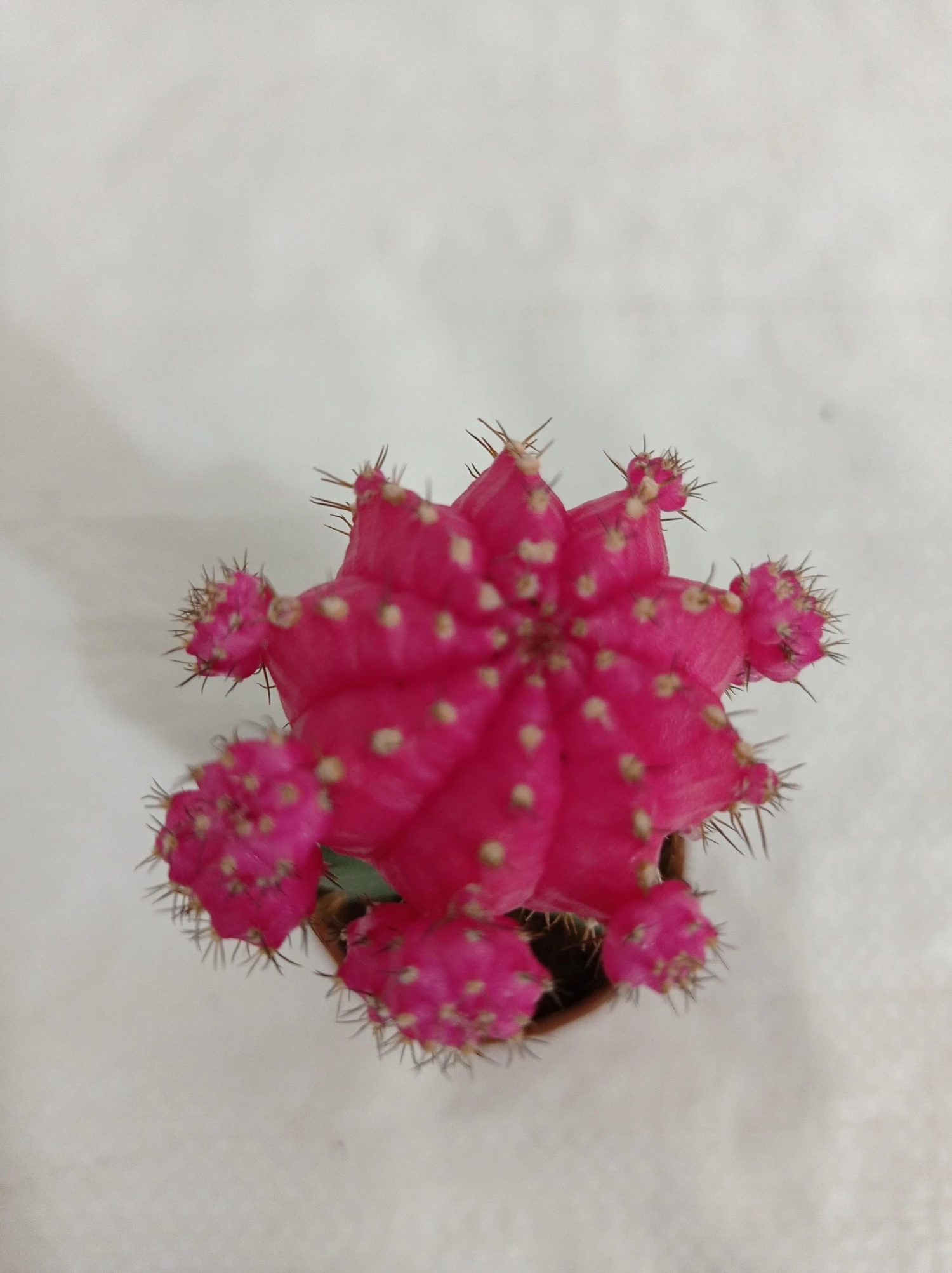 CGASPL Plants Pink Moon Cactus | Gymnocalycium Mihanovichii Var.Friedrichii (Small) 6 CGASPL Plants Pink Moon Cactus | Gymnocalycium Mihanovichii Var.Friedrichii (Small)