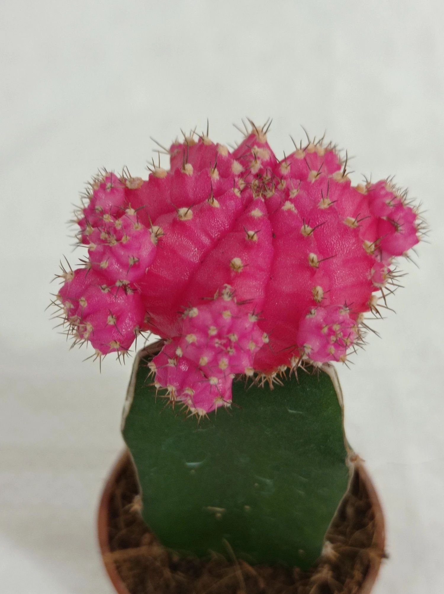 CGASPL Plants Pink Moon Cactus | Gymnocalycium Mihanovichii Var.Friedrichii (Small) 4 CGASPL Plants Pink Moon Cactus | Gymnocalycium Mihanovichii Var.Friedrichii (Small)