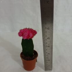 CGASPL Plants Pink Moon Cactus | Gymnocalycium Mihanovichii Var.Friedrichii (Small) 21 CGASPL Plants Pink Moon Cactus | Gymnocalycium Mihanovichii Var.Friedrichii (Small)