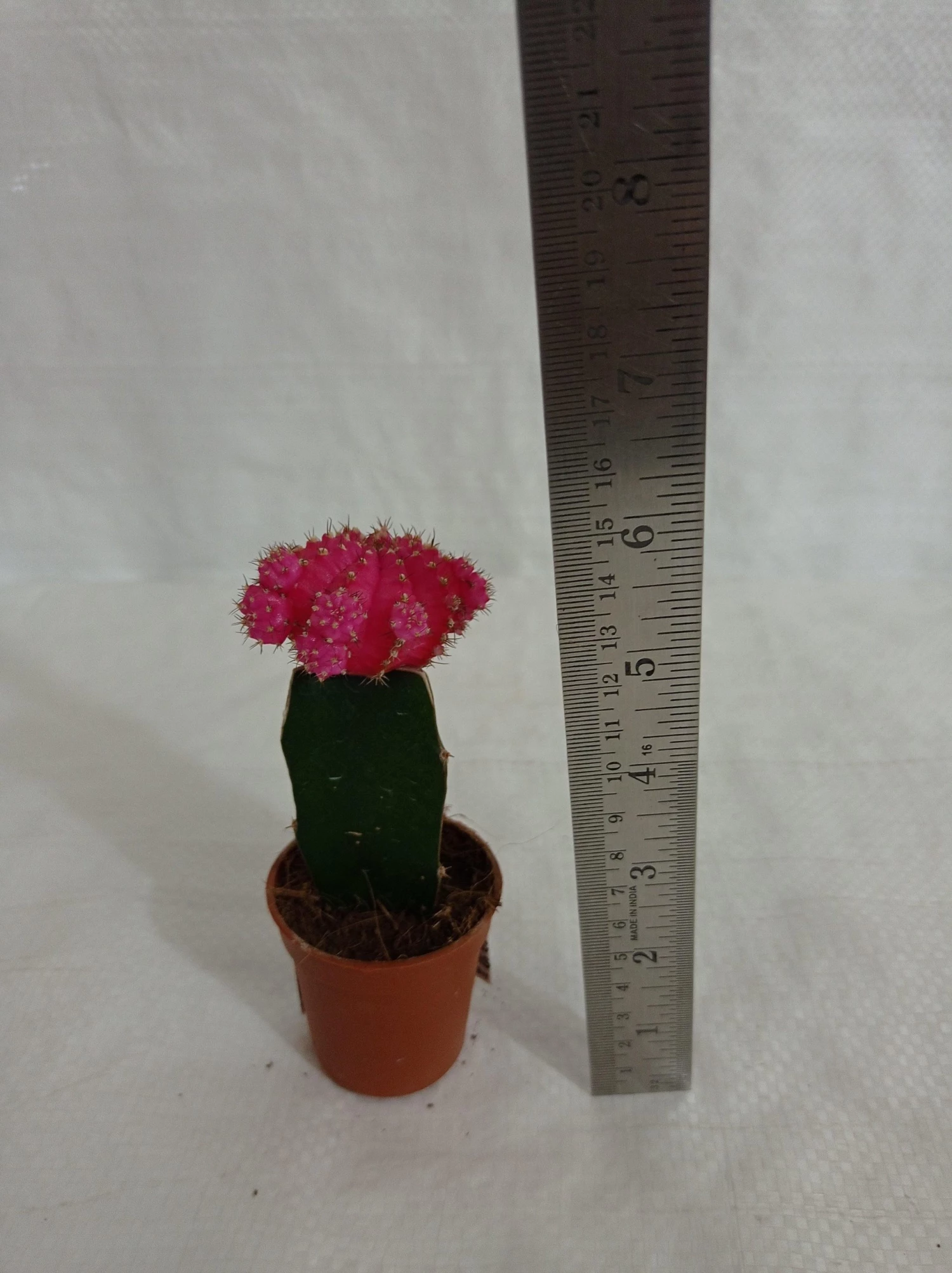 CGASPL Plants Pink Moon Cactus | Gymnocalycium Mihanovichii Var.Friedrichii (Small) 12 CGASPL Plants Pink Moon Cactus | Gymnocalycium Mihanovichii Var.Friedrichii (Small)
