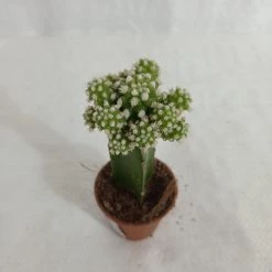 CGASPL Grafted Green-White Cactus (small) Plants