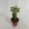 CGASPL Grafted Green-White Cactus (small) Plants