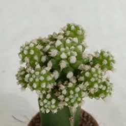 CGASPL Grafted Green-White Cactus (small) Plants