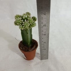 CGASPL Grafted Green-White Cactus (small) Plants