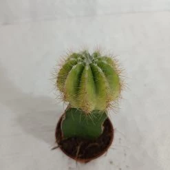 CGASPL Plants Grafted Yellowish Green Cactus (Small)