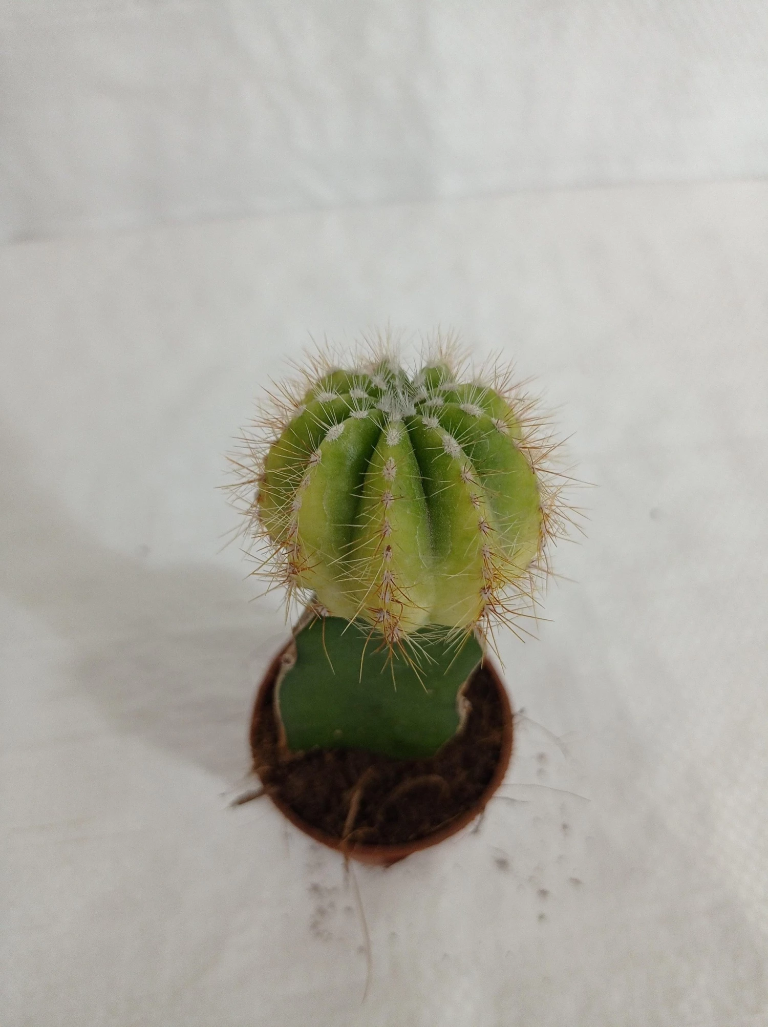 CGASPL Plants Grafted Yellowish Green Cactus (Small) 4 CGASPL Plants Grafted Yellowish Green Cactus (Small)