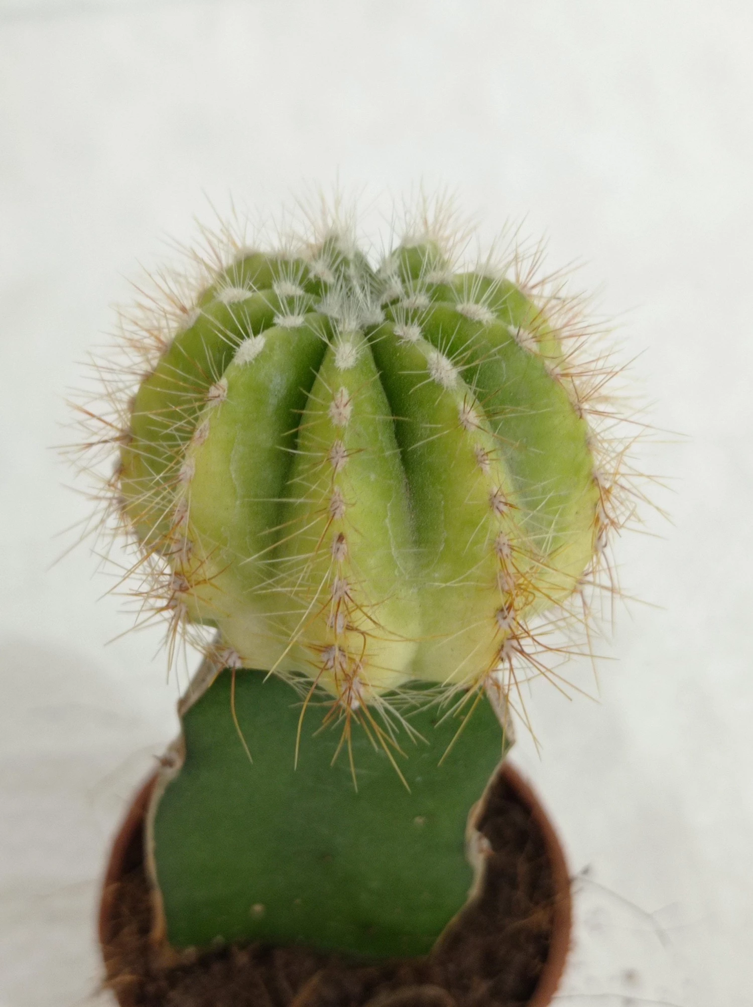 CGASPL Plants Grafted Yellowish Green Cactus (Small) 5 CGASPL Plants Grafted Yellowish Green Cactus (Small)